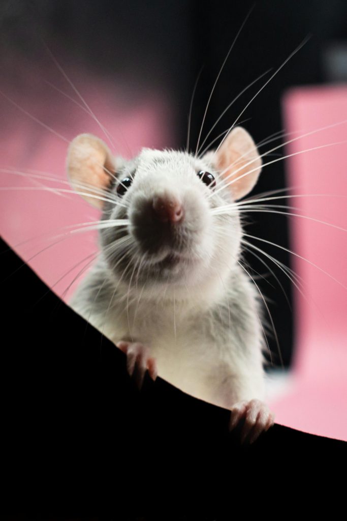 A White Mice in Close-up Shot // Healthier Pets Today