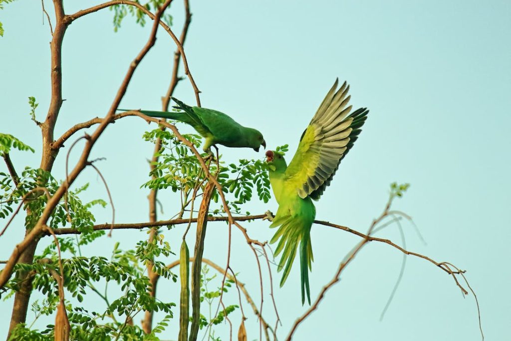 Most Endangered Species of Birds, Two Green Parrots // Healthier Me Today