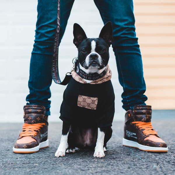 Black and White French Bulldog Puppy, Pet Fashion Trends // Healthier Pets Today