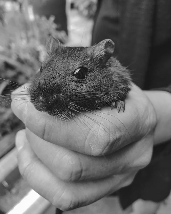 Grayscale Photo of Person Holding Mouse // Healthier Pets Today