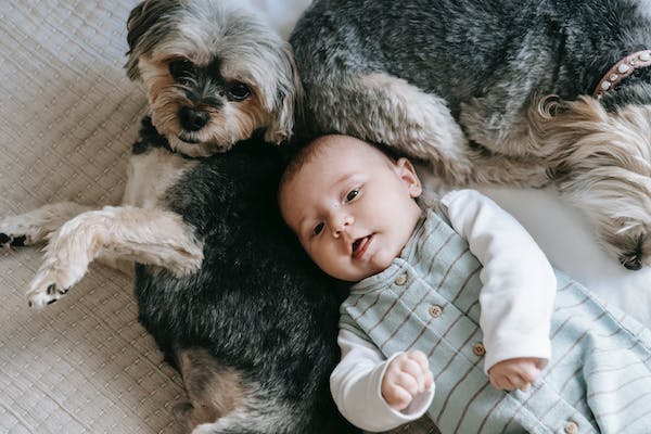 Adorable newborn and purebred dog lying on bed // Healthier Pets Today