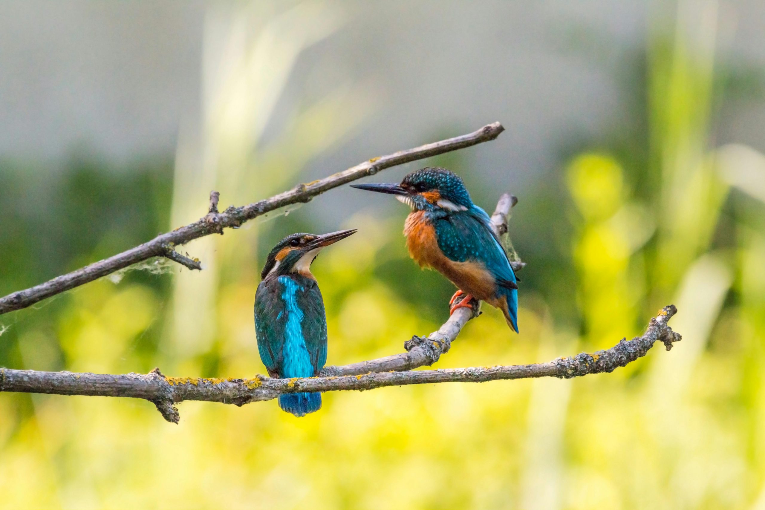 Selective Focus of Two Kingfisher Birds on Tree Branch // Healthier Me Today