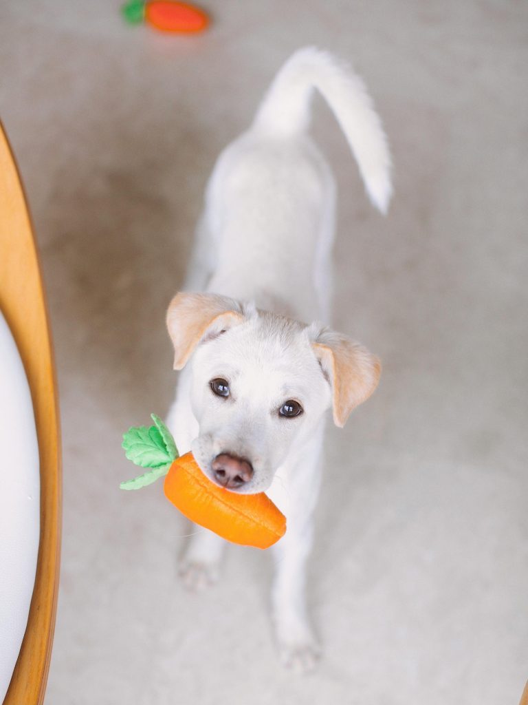 A Cut Dog Biting an Orange Plastic Toy // Healthier Pets Today