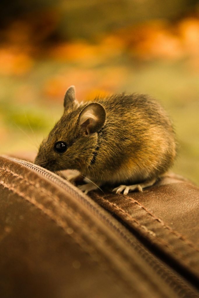Close-Up Photo of a Cute Rat // Healthier Pets Today