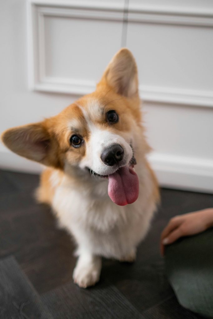 A Cute Corgi Puppy in Close-up Shot // Healthier Pets Today