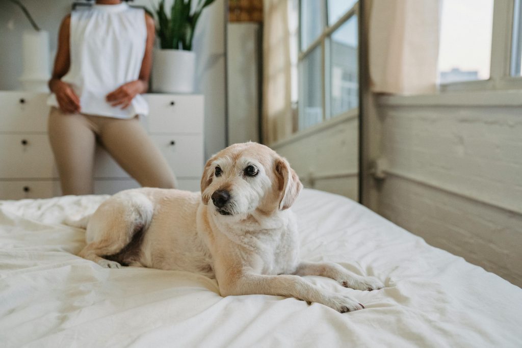 Baby Puppies, Adorable purebred dog lying on bed at home // Healthier Pets Today