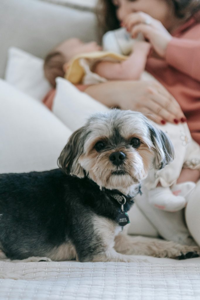 Faceless mother feeding baby near dog // Healthier Baby Today