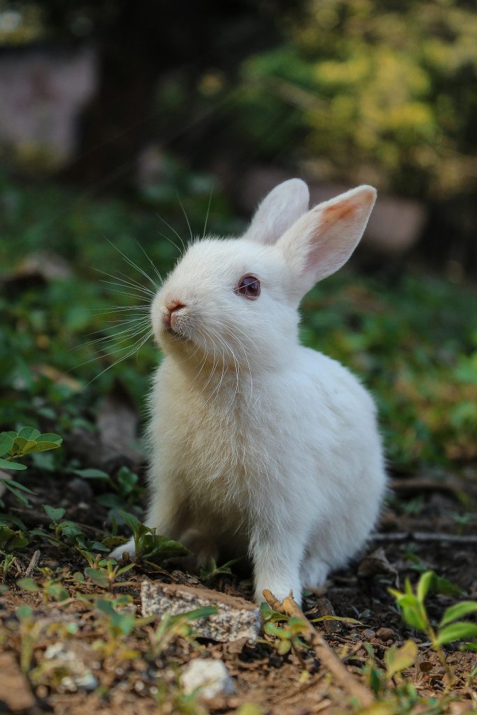 White Rabbit On Green Grass // Healthier Pets Today