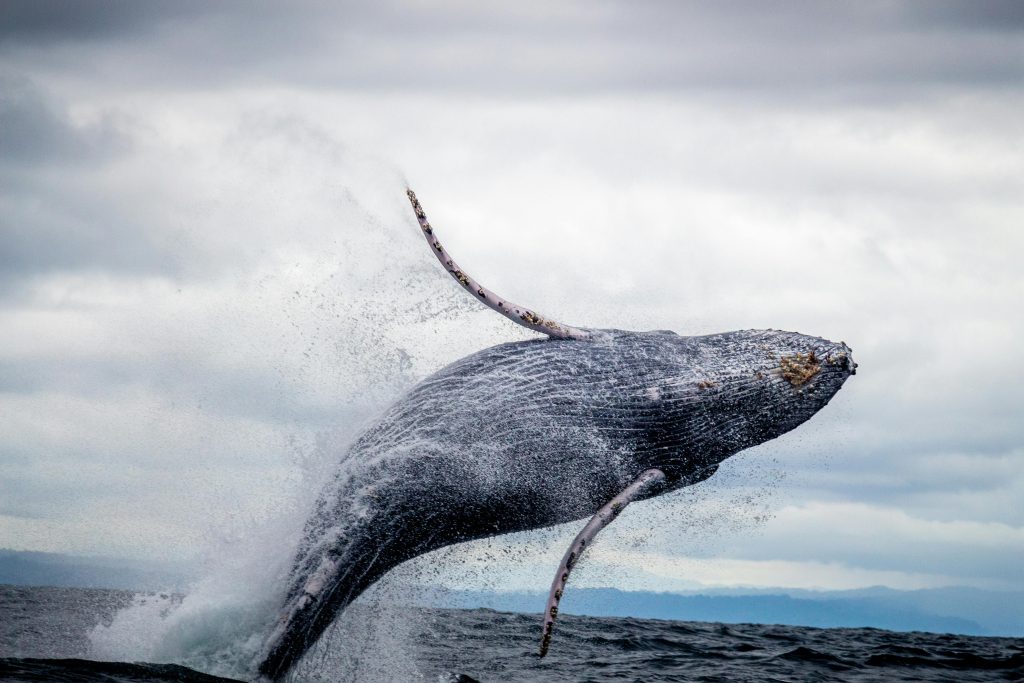 Black and White Whale Jumping out the Water // Healthier Pets Today