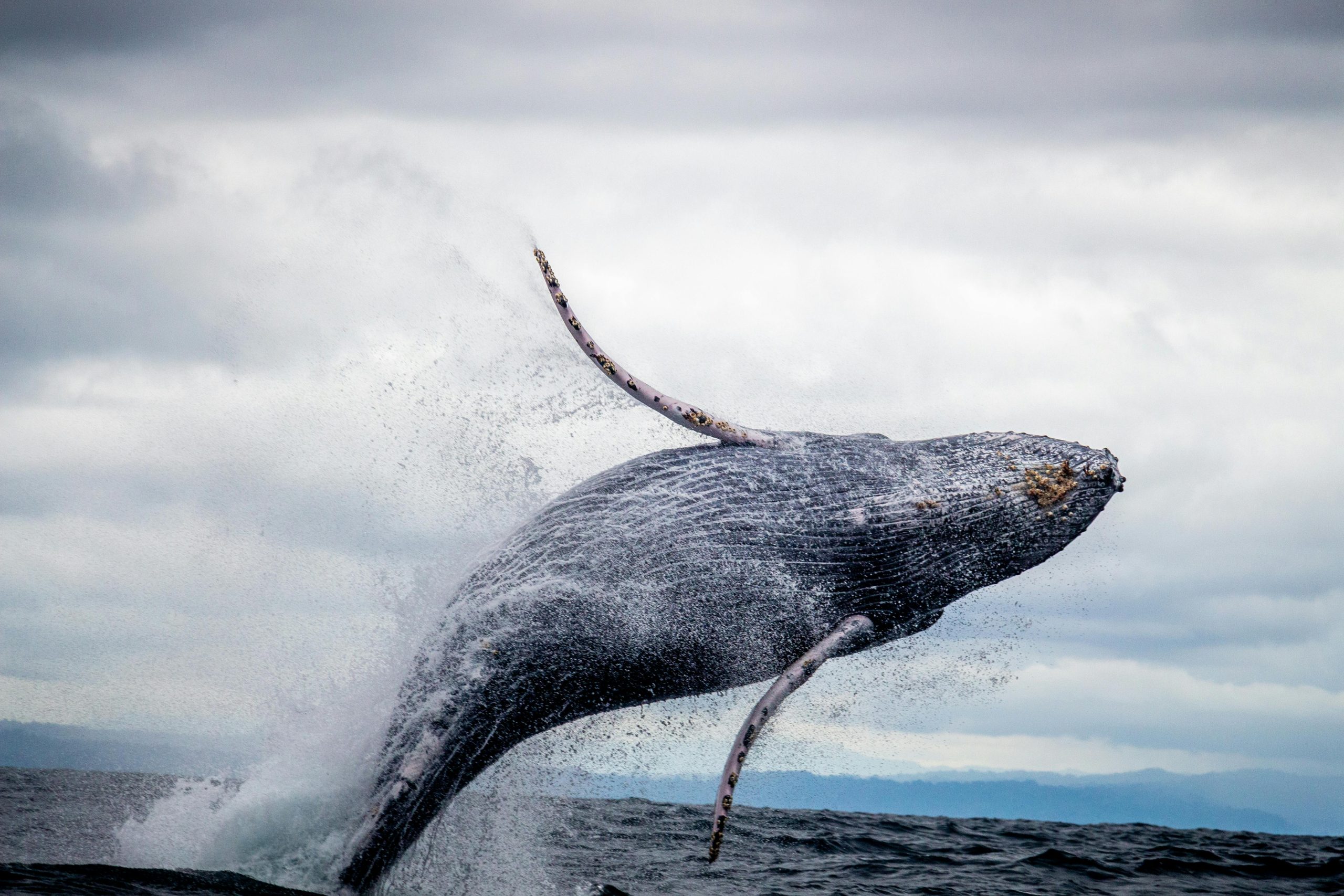 Black and White Whale Jumping out the Water // Healthier Pets Today