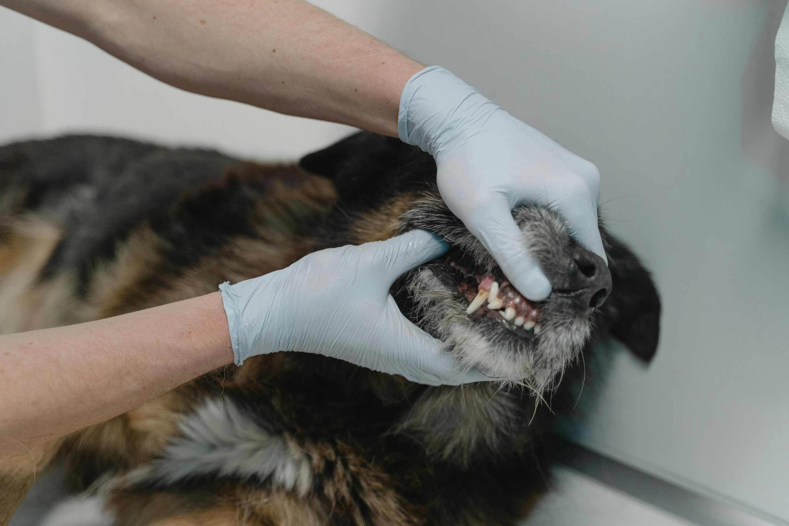 A Person Looking at a Dog's Teeth // Healthier Pets Today