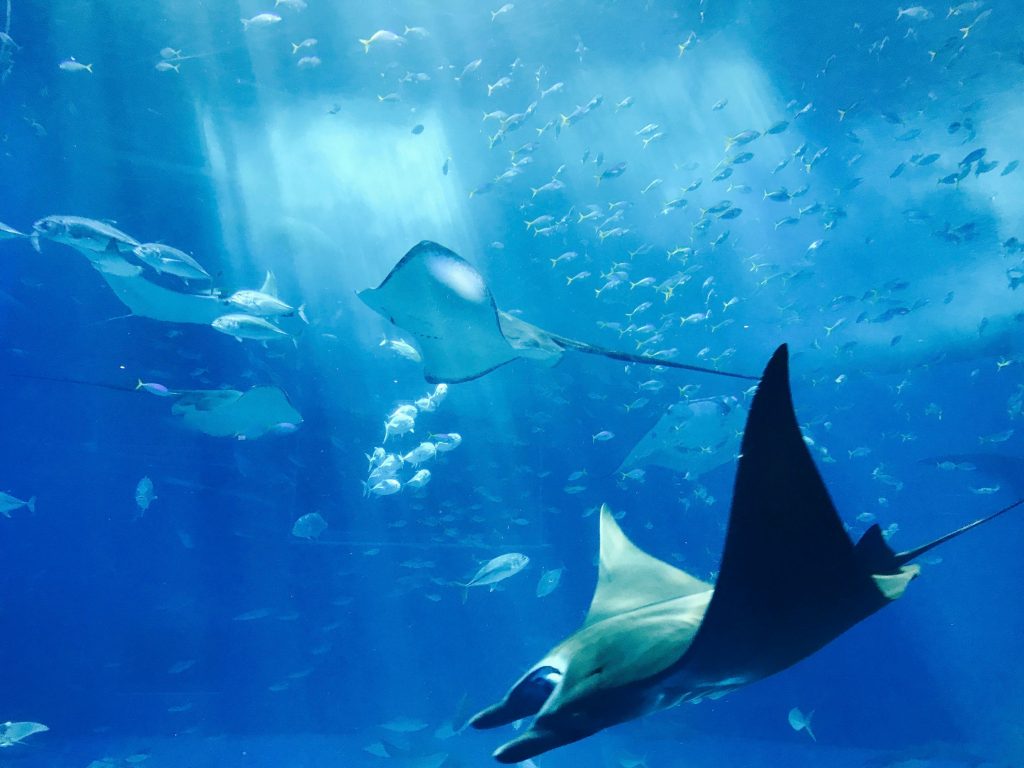 Stingray in Blue Water // Healthier Pets Today