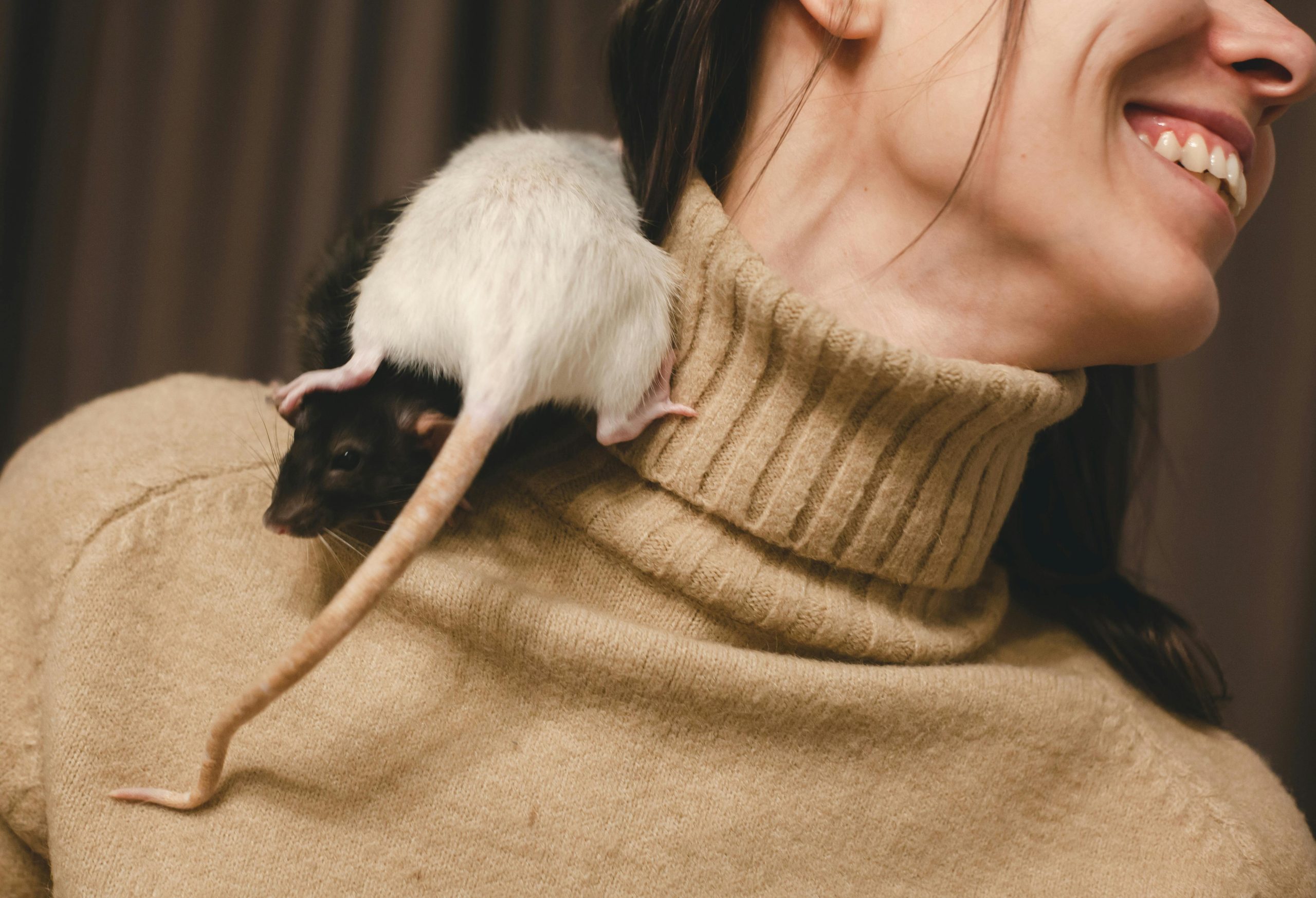 Two Rats on a Woman's Shoulder // Healthier Pets Today