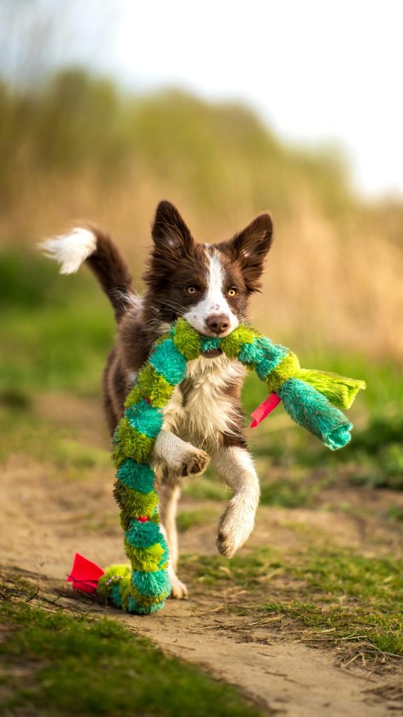 support pets, border collie dog jumping and playing with toy outside // Healthier Pets Today