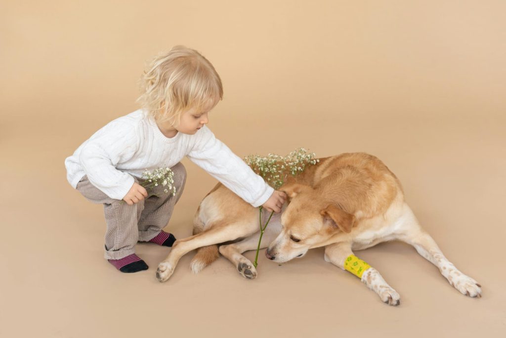 toddler next to dog, putting flowers on brown big dog// Healthier Pets Today