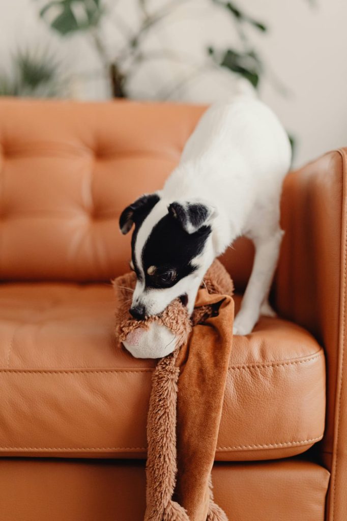 white and black dog eating a toy and the sofa // Healthier Pets Today