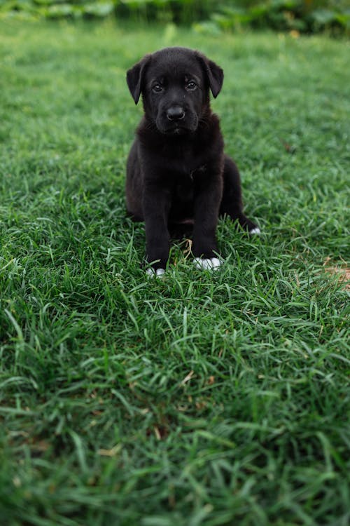 A Cute Puppy Sitting on the Lawn // Healthier Pets Today