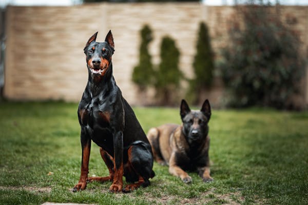 Most Aggressive Dog Breeds, A Doberman Sitting on the Grass // Healthier Pets Today