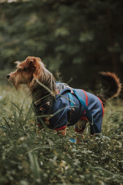 A Dog in Clothes Standing in Grass Outdoors // Healthier Pets Today