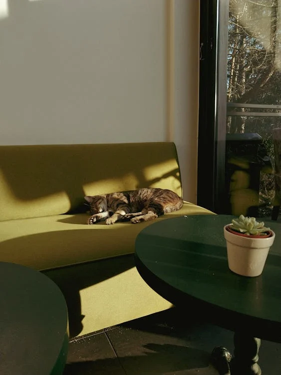 A Domestic Cat Lying on the Sofa in Sunlight // Healthier Pets Today