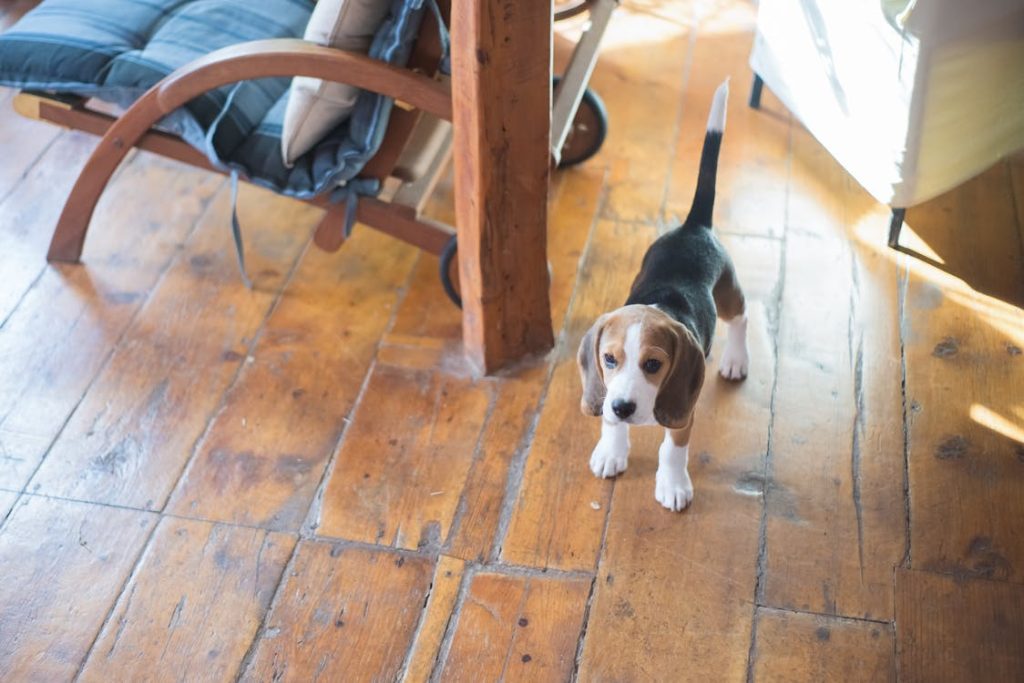 A Puppy Standing on a Wooden Floor // Healthier Pets Today