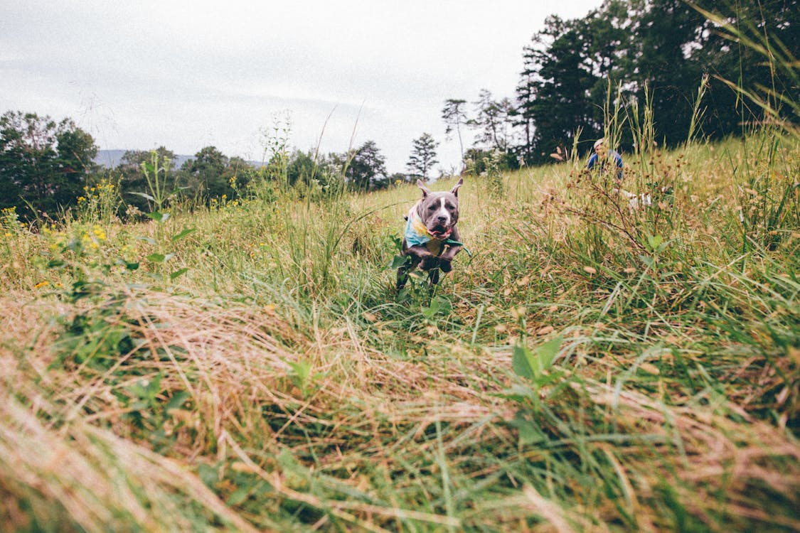 Active American Pit Bull Terrier running in meadow on cloudy day // Healthier Pets Today
