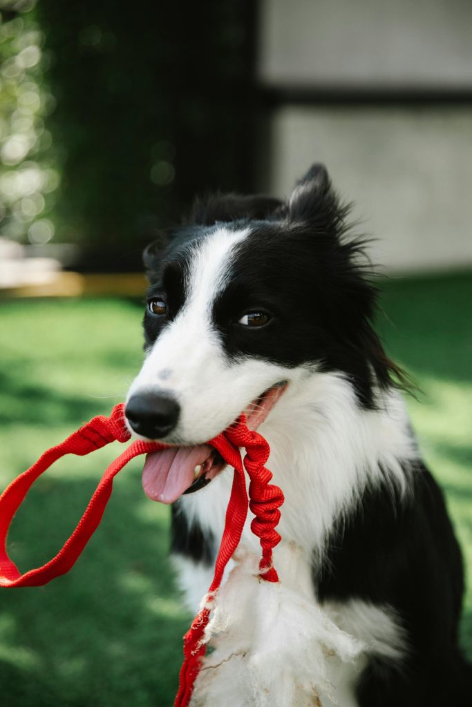 Adorable Border Collie with leash // Healthier Pets Today