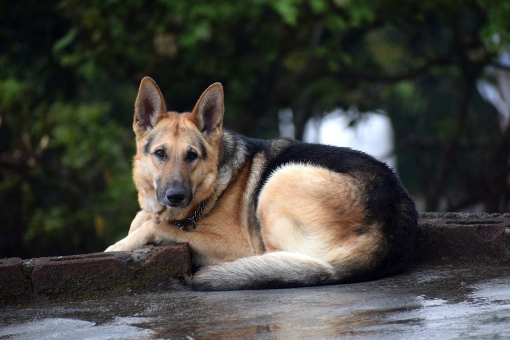 Adult Black and Brown German Shepherd Lying on Floor // Healthier Pets Today