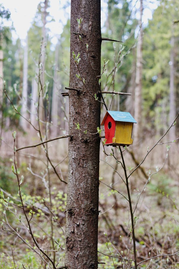 Bird House on a Tree // Healthier Pets Today