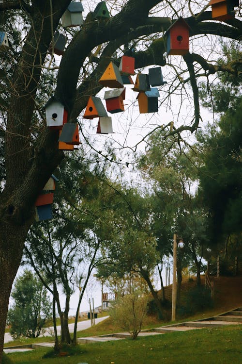 Bird Houses hanging on Tree // Healthier Pets Today