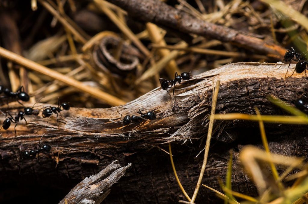 Black Ants on Brown Tree Trunks // Healthier Pets Today