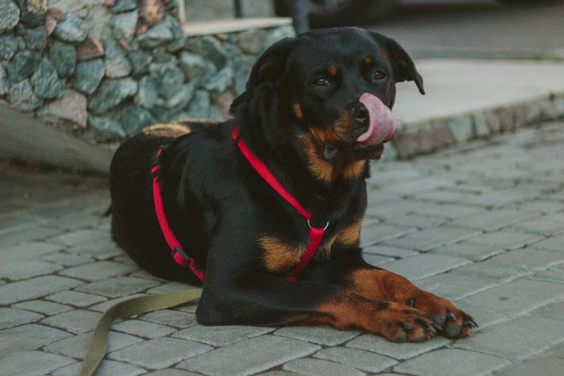 Black Rust Rottweiler Showing Tongue Lying on Concrete Pathway // Healthier Pets Today