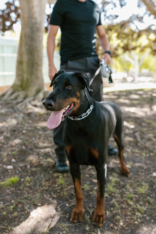 Black and Brown Doberman Pinscher Standing on Soil // Healthier Pets Today