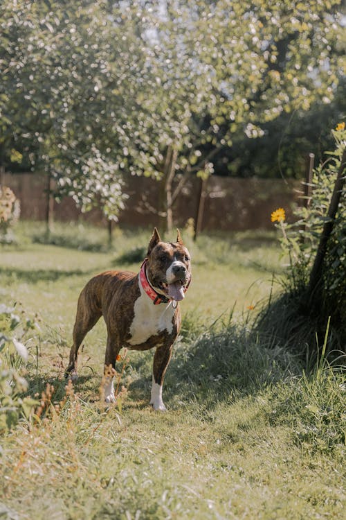 Brindle Pit Bull Standing in the Yard // Healthier Pets Today