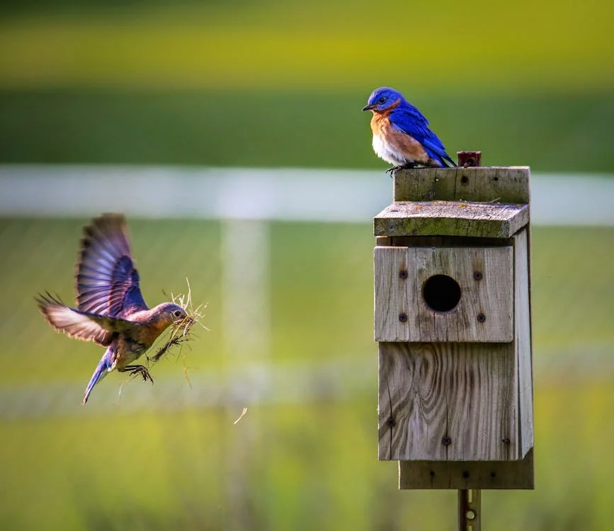 Brown Bird Flying Towards Birdhouse // Healthier Pets Today