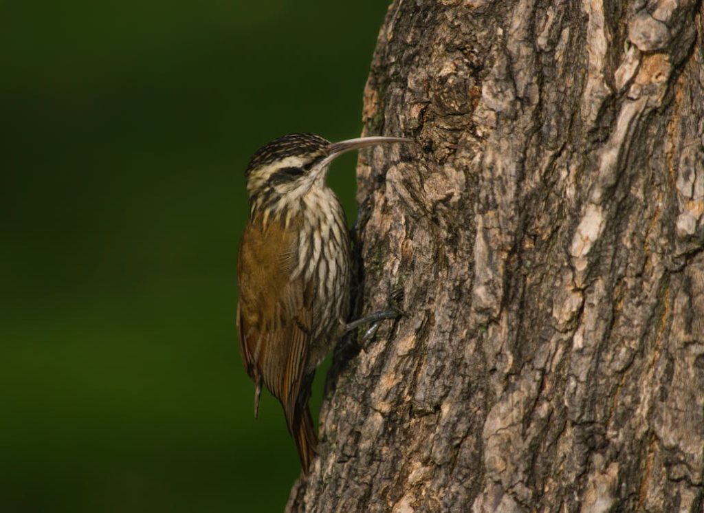 Brown Woodcreeper Perched on a Bark of a Tree // Healthier Pets Today