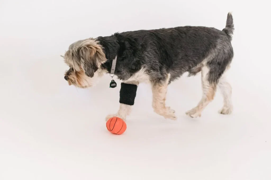 Indoor, Calm Yorkshire Terrier playing with ball in studio // Healthier Pets Today
