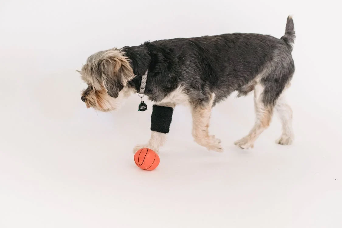 Indoor, Calm Yorkshire Terrier playing with ball in studio // Healthier Pets Today