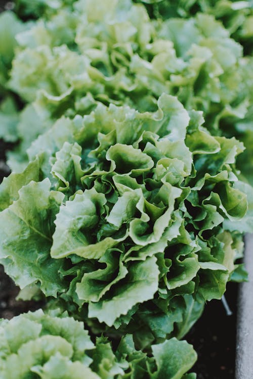 Close-up Photo of Green Vegetable // Healthier Pets Today