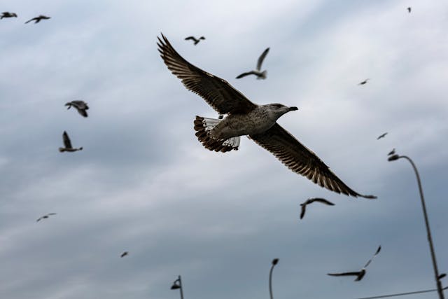 Close up of Flying Seagulls // Healthier Pets Today