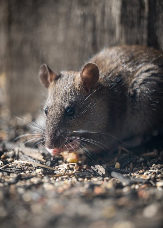 Close-up of a Rat on the Ground // Healthier Pets Today