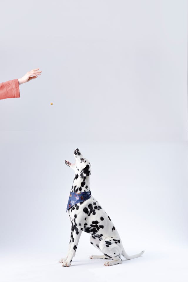 Dalmatian Sitting White Surface // Healthier Pets Today