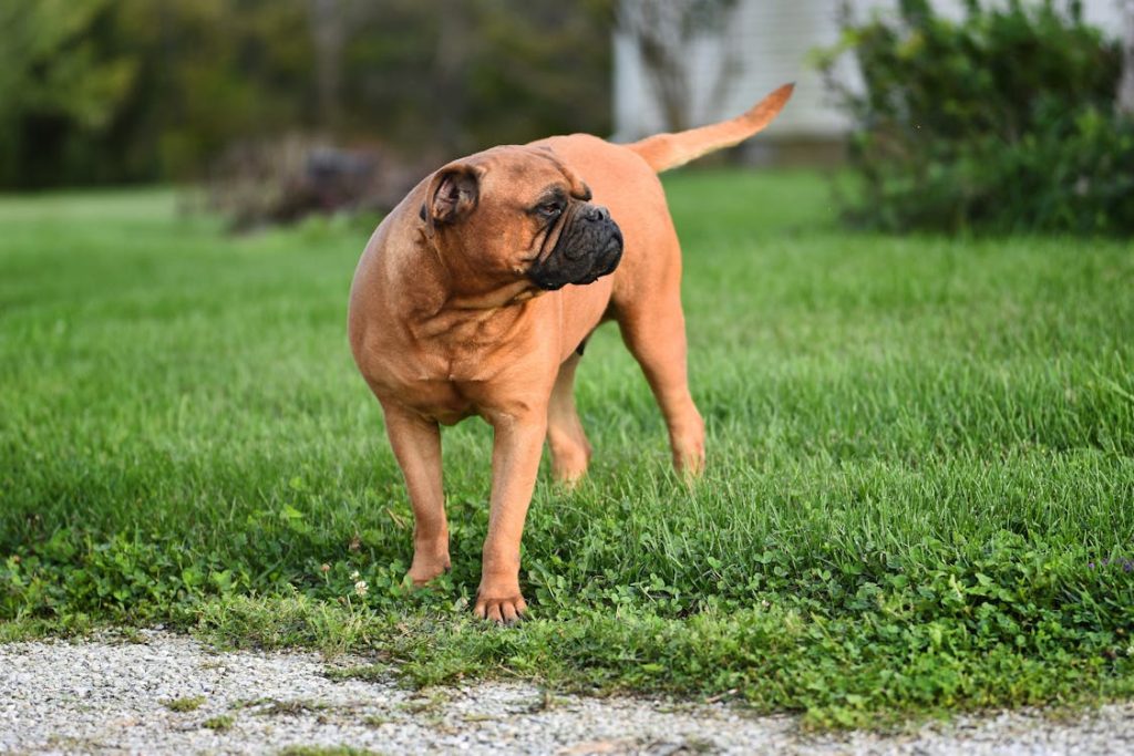 Dog on Green Grass Field // Healthier Pets Today