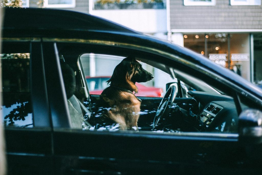 Dog sitting in car on city street // Healthier Pets Today