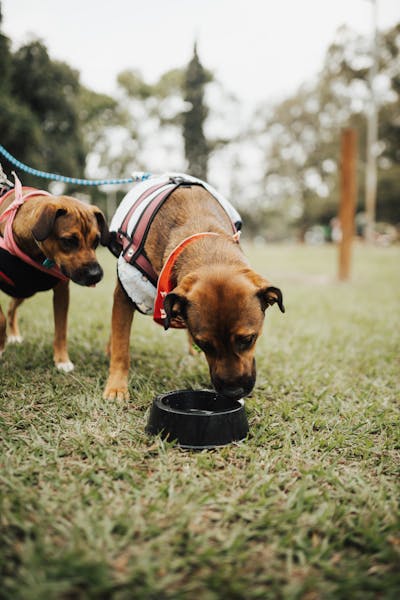 Dogs Drinking Water from a Bowl in a Dog Park // Healthier Pets Today