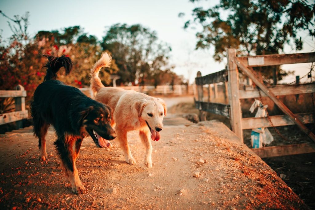 Easiest Pets to Take Care of, Tan and Black Dogs // Healthier Pets Today
