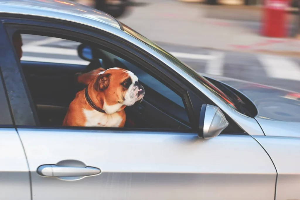 English Bulldog Inside Vehicle // Healthier Pets Today