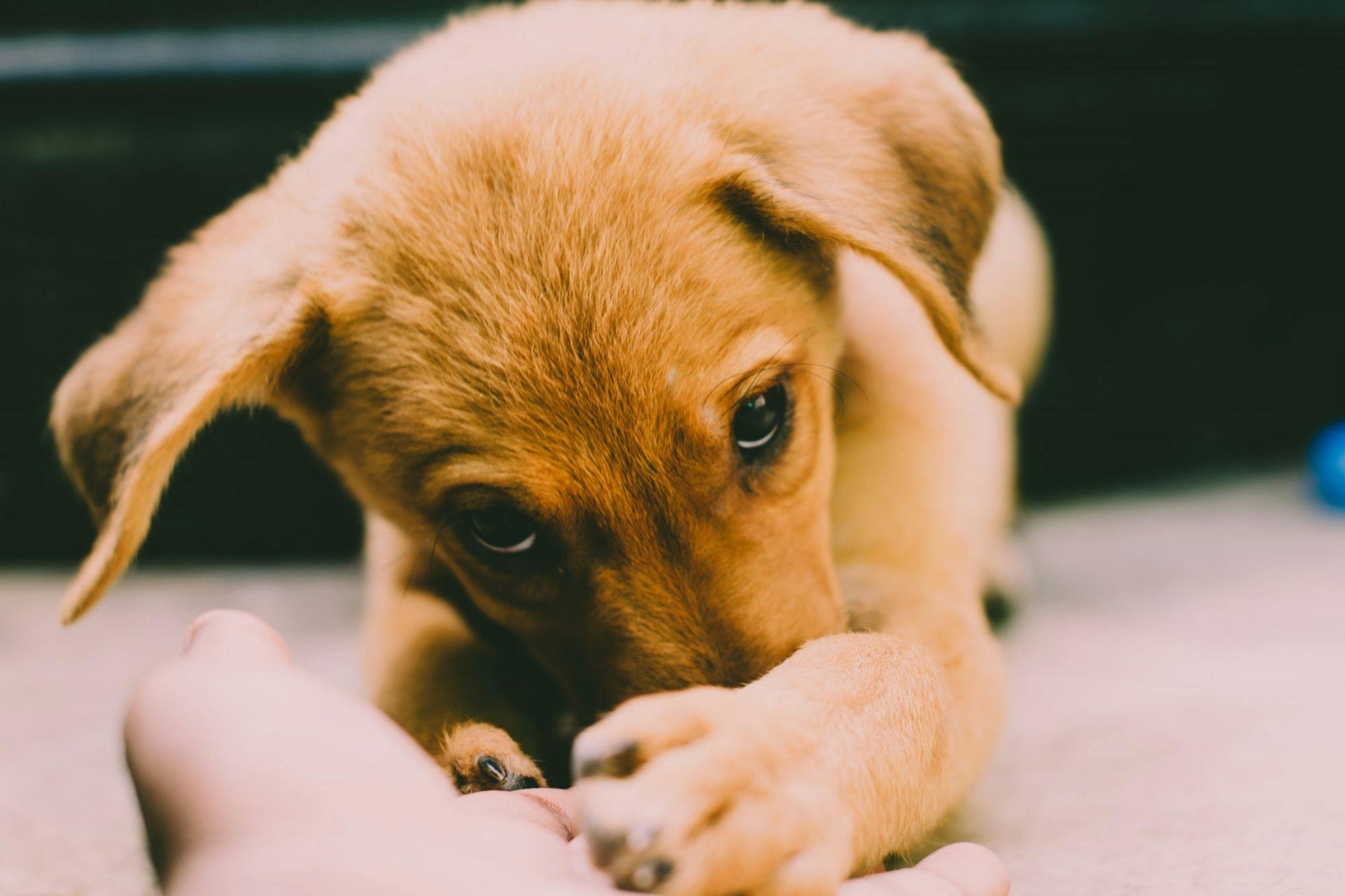 Golden Retriever Puppy // Healthier Pets Today
