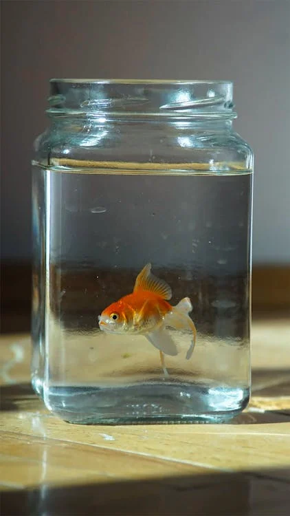 Goldfish in Jar with Water // Healthier Pets Today