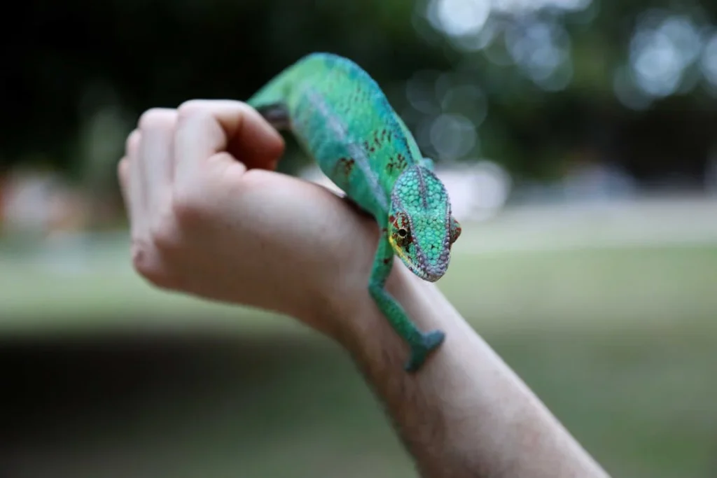 Green Reptile on Hand // Healthier Pets Today